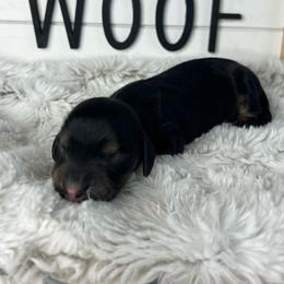 Bear Claw - Black and tan male Dachshund puppy in Payette, Idaho from NT Mini Doxies
