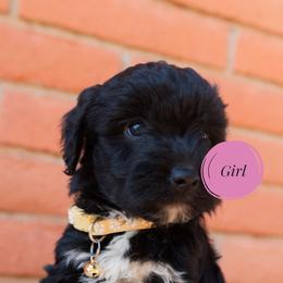 Aussiedoodle and Goldendoodle Puppies from Ever After Doodles Arizona