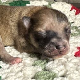 Sugarplum - Orange sable female Pomeranian puppy in Eden, North Carolina from Whippoorwill Pomeranians
