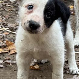 D'Artagnon - Black and white male Border Collie puppy in Long Valley, New Jersey from Hope's Farm