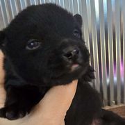 Jelly Bean (blue bonecollar) - Black Schipperke puppy in Alcester, South Dakota from Fischer Kennels