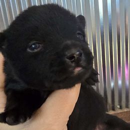 Jelly Bean (blue bonecollar) - Black Schipperke puppy in Alcester, South Dakota from Fischer Kennels