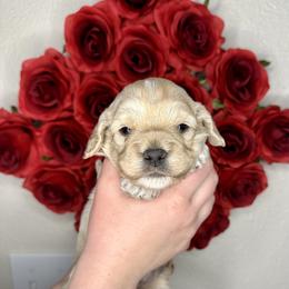 Halls - Buff and white male Cockapoo puppy in Rolla, Missouri from Diamond K