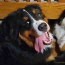 Barbosa - Bernese Mountain Dog