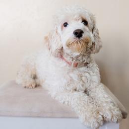 Mac - Cavapoo