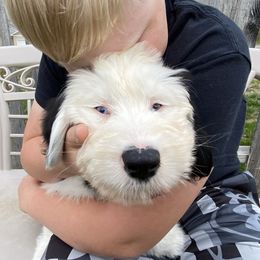 Old English Sheepdog Puppies from Heavinly Blessings Farm Pups - Old English Sheepdog Puppies