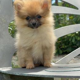 Tiny Peaches - Orange sable female Pomeranian puppy in Naples, Florida from 🤎 Dreaming Puppies 🐶