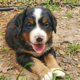 Brown Male - Black rust and white male Bernese Mountain Dog puppy in Nicholson, Georgia from Bernese Mountain Dogs of Pony Trail Farm