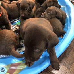 Dilute Retriever and Labrador Retriever Puppies from CKB Labradors