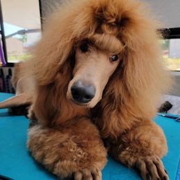 Blaze - Poodle