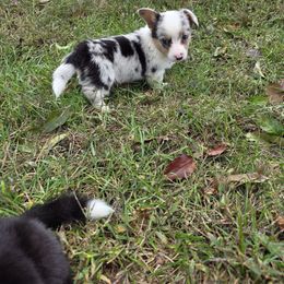 Zombie - Blue merle and white male Cardigan Welsh Corgi puppy in Bland, Missouri from Shadey Lane Corgis