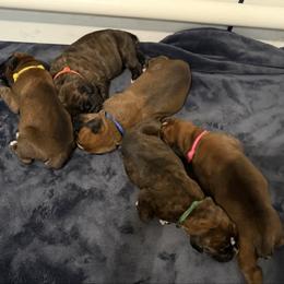 Pink Collar - Fawn female Boxer puppy in Rochester, Washington from Holly's Boxers of Rochester