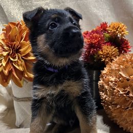 Kade - Black and red male German Shepherd puppy in Big Rapids, Michigan from Misty Hills German Shepherds