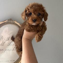Dory - Red female Cavapoo puppy in Fort Worth, Texas from Aloha Paradise Poodles LLC