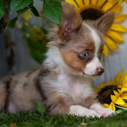 Cameron - Red merle male Toy Australian Shepherd puppy in Granbury, Texas from Best Little Aussies