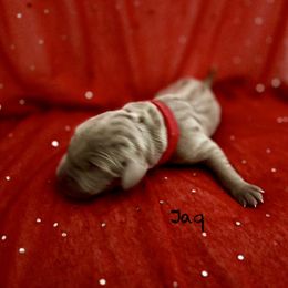 Jaq - Silver gray male Weimaraner puppy in Aitkin, Minnesota from Whispering’s GunDogs