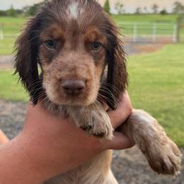 Girl 5 - Liver white and tan female English Springer Spaniel puppy in Fort Meade, Florida from Lake in the Hills Springers