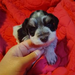 Berlioz - Parti male Miniature Schnauzer puppy in Florida from Central Florida Schnauzers