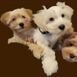 Stevie (red collar) - White male Miniature Schnauzer puppy in Port Orchard, Washington from Silver Bells Miniature Schnauzers