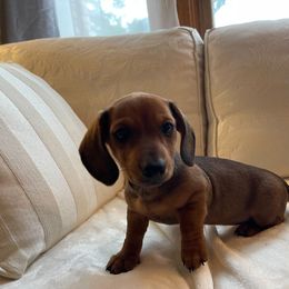 Dachshund Puppies from Cromwell Cogsworth Dachshunds of South West Michigan