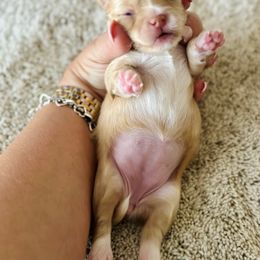 Chihuahua Puppies from Luxe Paradise House of Chi