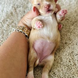 Chihuahua Puppies from Luxe Paradise House of Chi