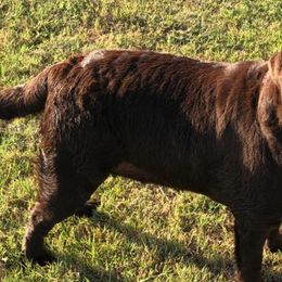 Labrador Retrievers from Sheppard Labradors