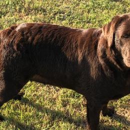 Labrador Retrievers from Sheppard Labradors