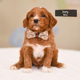 Joey - Red male Australian Labradoodle puppy in Port Orchard, Washington from Snooze and Sniff Labradoodles