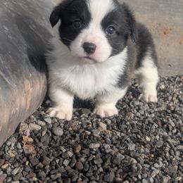 Grateful - Brindle and white female Cardigan Welsh Corgi puppy in Hotchkiss, Colorado from Bell S Ranch