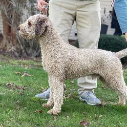 Patrick - Lagotto Romagnolo