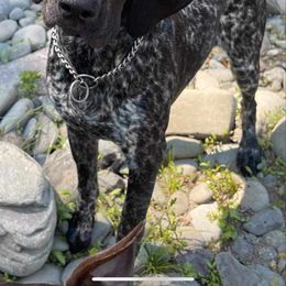 Raven - German Shorthaired Pointer