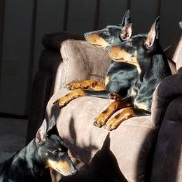 Manchester Terriers from Linda Sansom's Manchester Terriers