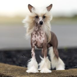 Luisa - Chinese Crested