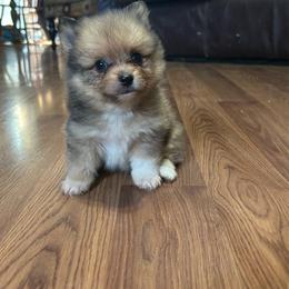 Cheeto - Blue sable male Pomeranian puppy in Clinton, Tennessee from Liza’s Aussies & Poms