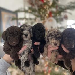 English Springer Spaniel, Poodle, and Springerdoodle Puppies from Little Mountain Springers, Springerdoodles & Poodles