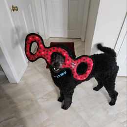 Labradoodles from Loveable Labradoodles and Poodles of Scotch Hollow