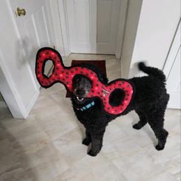 Labradoodles from Loveable Labradoodles and Poodles of Scotch Hollow