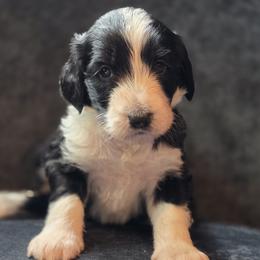 Edith - female Australian Mountain Doodle puppy in Broken Arrow, Oklahoma from Tulsa Australian Moutain Doodles