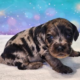 Dax - Merle male Cockapoo puppy in Louisburg, North Carolina from Raven Oak's Mini Cockapoos