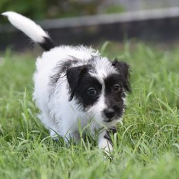 Edy Girl 3 - White and black female Russell Terrier puppy in Middletown, Virginia from DBF Russell Terriers