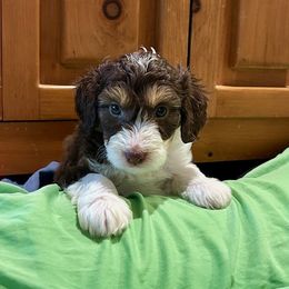 Noodle - Red tri-color Aussiedoodle puppy in Scottsdale, Arizona from B & T's Aussies & Aussie Doodle's