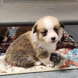 Black Thumb's Call The Bet - Red male Pembroke Welsh Corgi puppy in Easley, South Carolina from Rachael Singletary