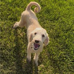 Labradoodle puppies from California Double Doodles