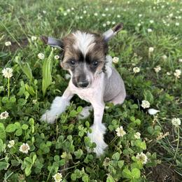 Sable and white - Sable male Chinese Crested puppy in Rockvale, Tennessee from Cosmic Chinese Cresteds & Wind-Echo Poodles