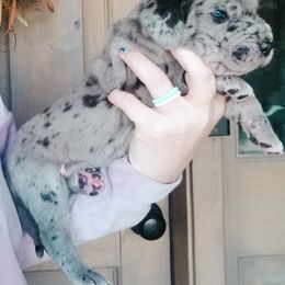 Great Dane Puppies from Pepper Mae Danes