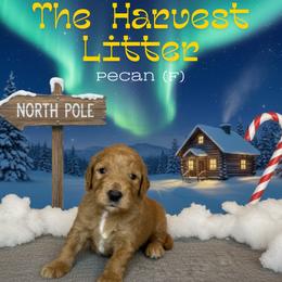 Pecan - Apricot female Goldendoodle puppy in Houston, Texas from Golden Life Doodles