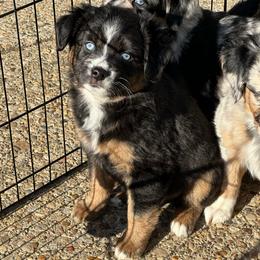 Mistletoe Blue Eyes - Black tri female Miniature Australian Shepherd puppy in Charlestown, Indiana from Forever Aussies and A Doodle
