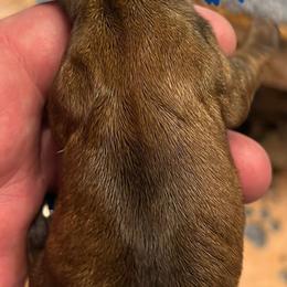 Dachshund Puppies from Witchy Woman’s Wiener’s