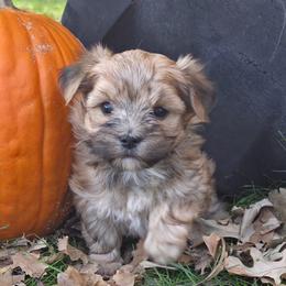 Sunny - Gold male Morkie puppy in Monticello, Iowa from Ashley’s Puppies